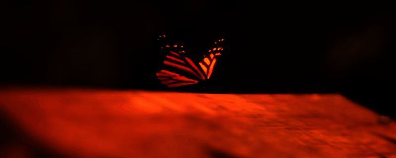 《失落的记录:绽放与愤怒》相关画面