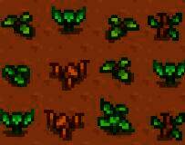 作物成熟结果相关图片