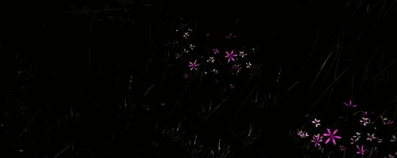 艾尔登法环黑夜君临隐者相关画面1