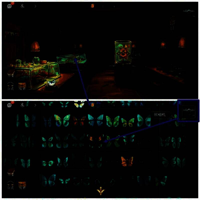 林漾视角用照相机拍蝴蝶标本画面