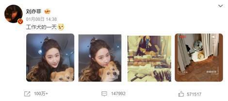 刘亦菲与宠物相关画面