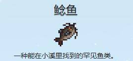 鲶鱼图片