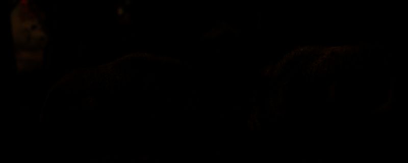 《刺客信条：影》野猪争斗墨绘相关图片