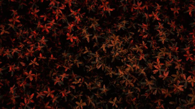 《刺客信条：影》PS5标准版精美截图5