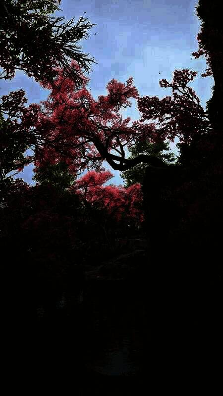 《刺客信条：影》手机壁纸8