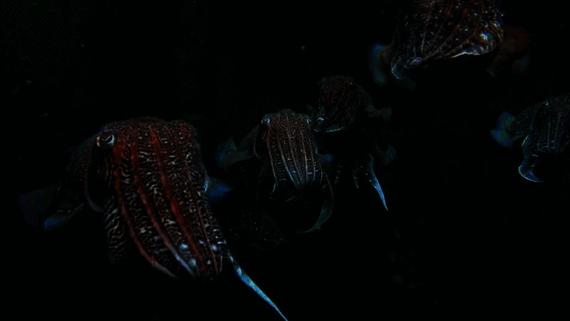 乌贼腕足相关配图