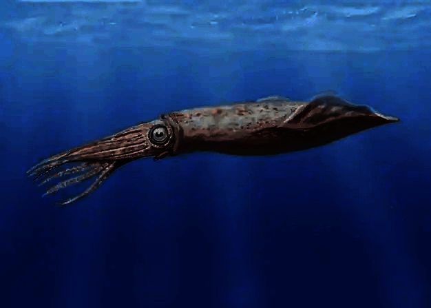 枪乌贼相关图片