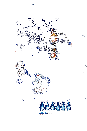 小松丸新皮肤绒雪缀枝动态展示4