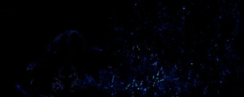 《怪物猎人：荒野》相关图片