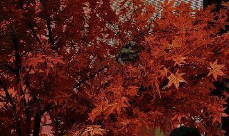 李一桐展示粽子送祝福