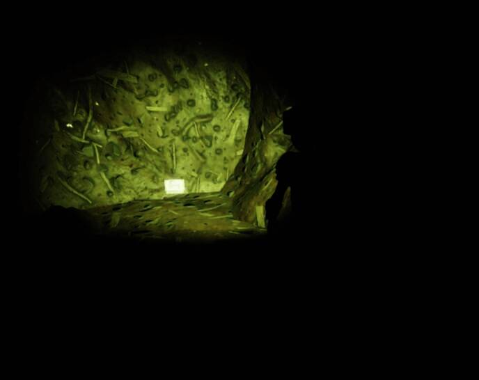 红蚁丘汉堡小哥芯片相关画面