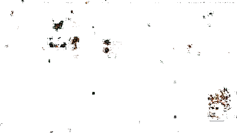 《王之凝视》游戏动态画面1