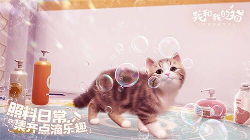 《我和我的猫》游戏中猫咪的画面