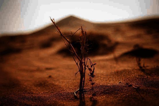 治沙人员工作场景图片1