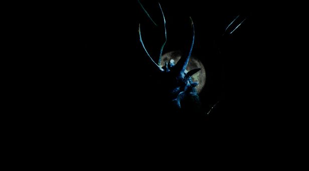 《RuneScape: Dragonwilds》游戏画面4