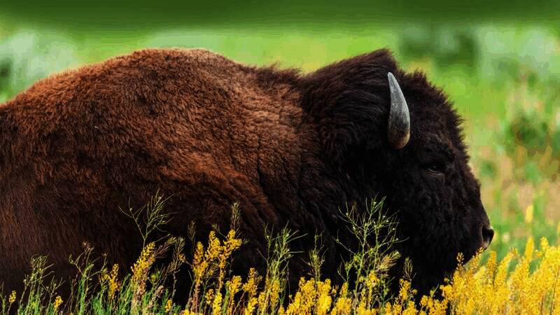 美洲野牛外观特征展示