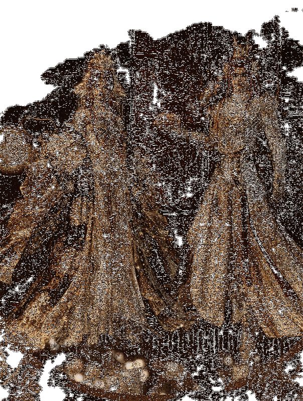 云绣露华时装动态展示图4