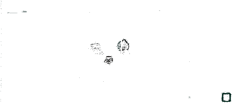 宝可梦大探险新技能与活动宣传动图