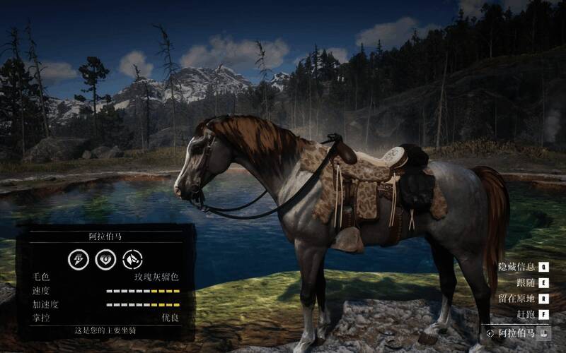 阿拉伯马玫瑰灰骝色图片