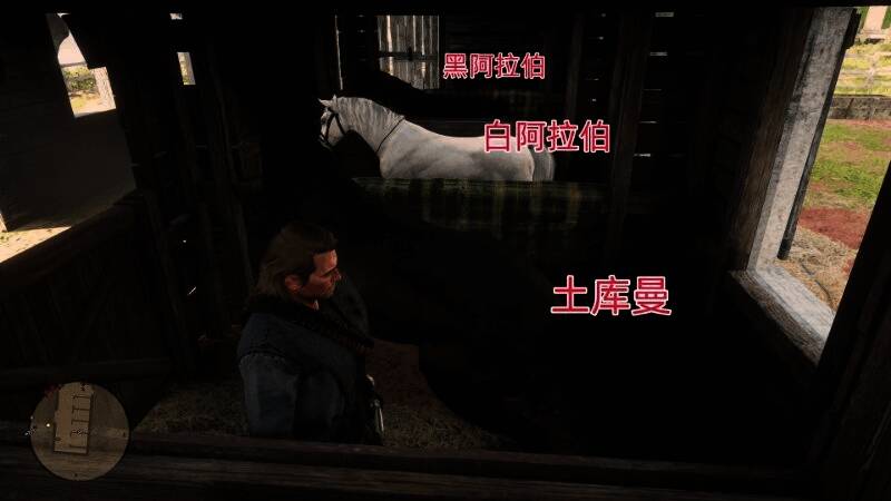 喂食场景，主角手拿饲料，土库曼马低头进食