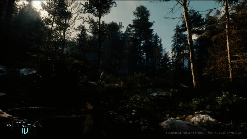 《巫师4》森林环境高清截图，树木繁茂，光影细腻