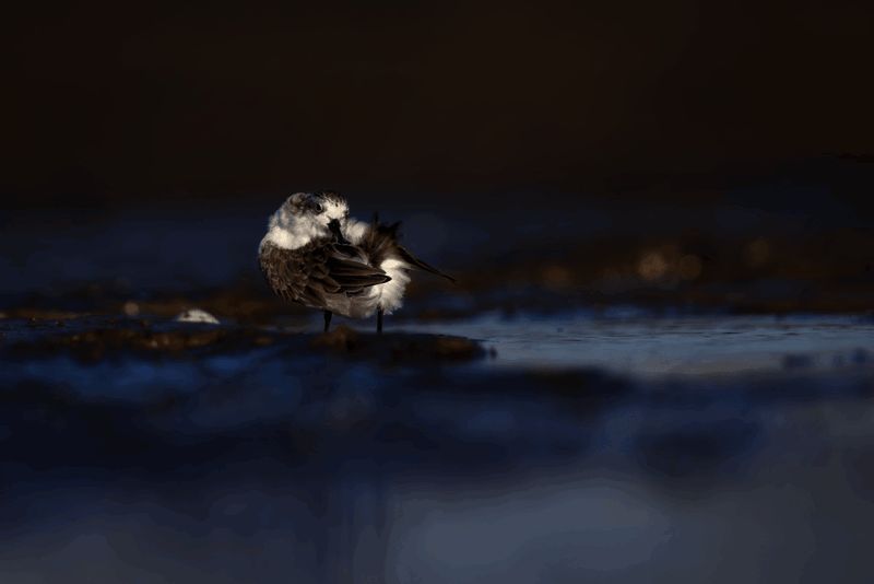 勺嘴鹬在泉州晋江的图片