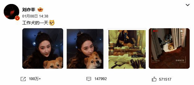 刘亦菲抱狗工作照