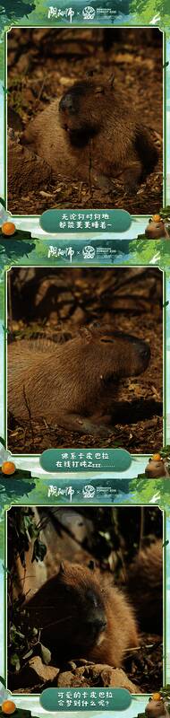 卡皮巴拉在水中的照片