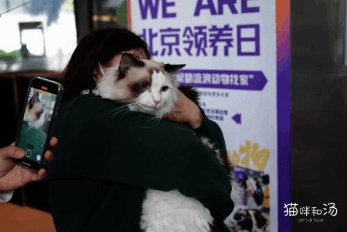 员工领养猫咪场景