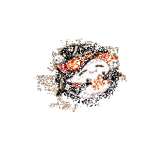 活动奖励展示动图2