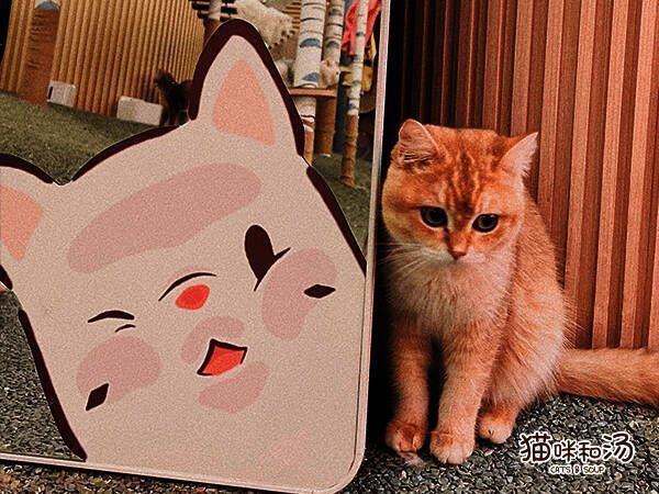 宫猫体验馆内部布置图2