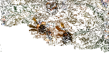 俄洛伊实战效果动图