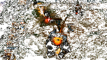 厄加特实战效果图