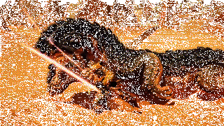 《怪物猎人：荒野》太刀精神释放砍杀动态画面