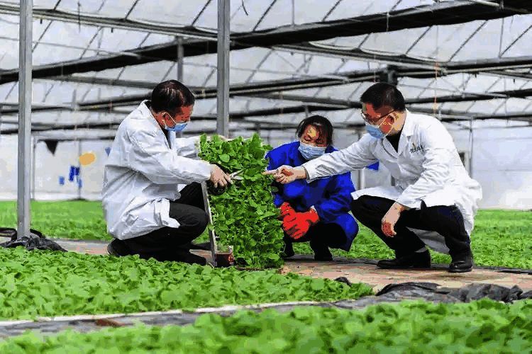 乡村科技人才助力乡村发展相关图片