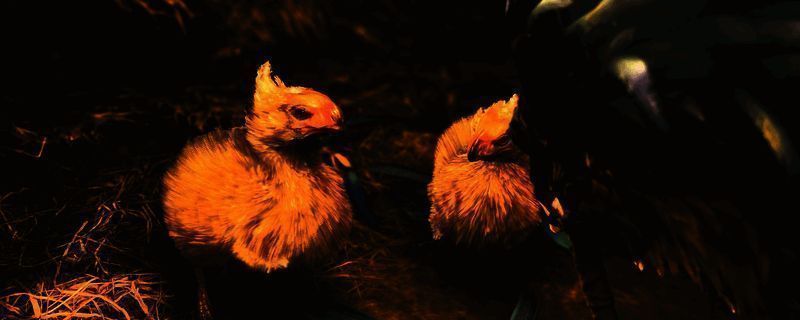 《怪物猎人：荒野》游戏画面