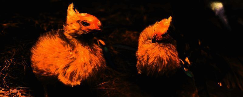 《怪物猎人:荒野》相关图片