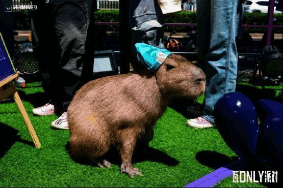 卡皮巴拉与羊驼戴着游戏角色头饰，成为拍照热点