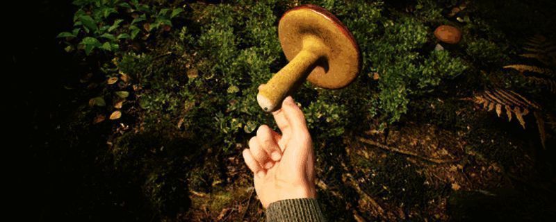 游戏主界面展示童话风格森林景色，阳光透过树梢洒落