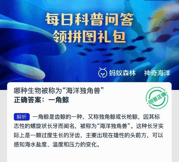 一角鲸特写图片，清晰展示其标志性长牙