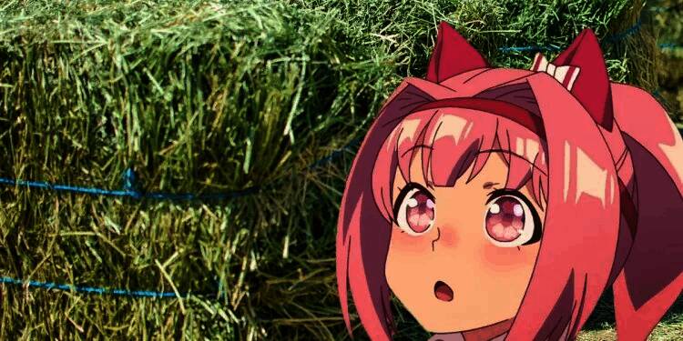 春乌拉拉原型马在牧场中悠闲吃草,阳光洒落,画面温暖治愈