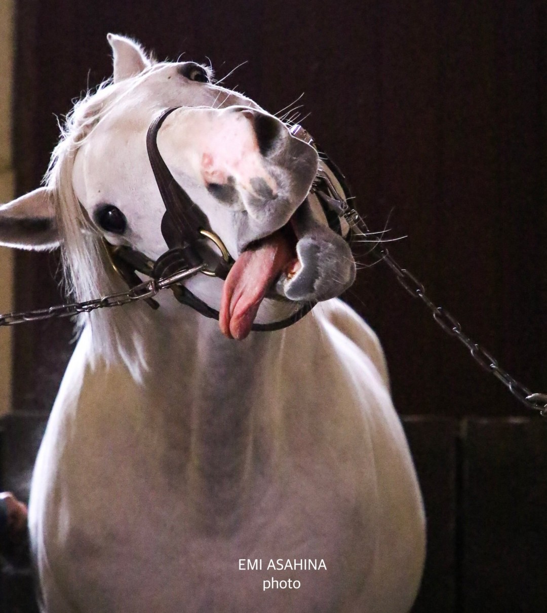 现场实拍图：一名游客蹲伏在牧场隔离栏外举手机拍摄，背景可见一匹低头休息的棕色赛马，栏杆上悬挂着印有马娘剪影与‘静かに見守ってください’（请安静守望）的日文提示牌