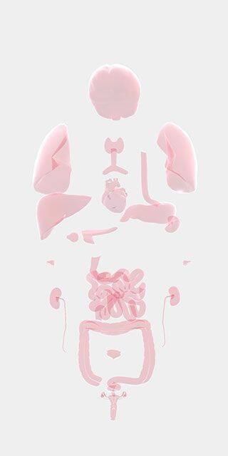拖动屏幕分开显示人体器官界面