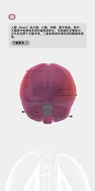 再次点击器官显示详细信息界面