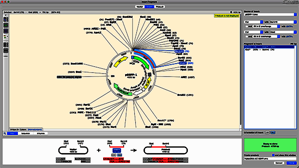 限制性克隆模拟示例