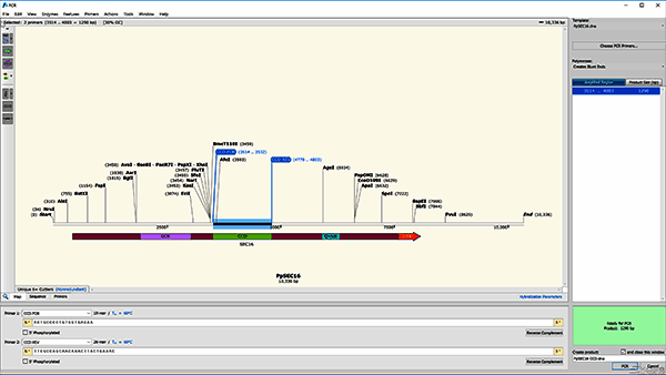 PCR模拟操作示例