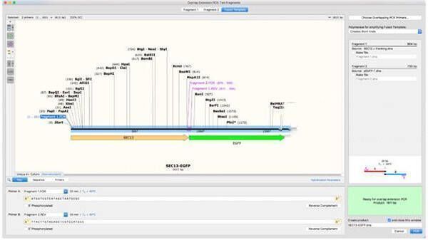 重叠延伸PCR操作示例