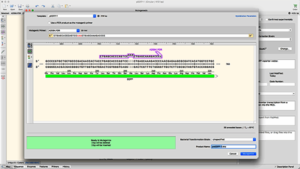 引物定向诱变操作示例