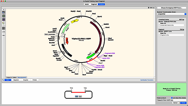 IN - FUSION克隆操作示例