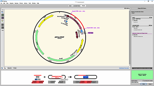 TA和GC克隆操作示例
